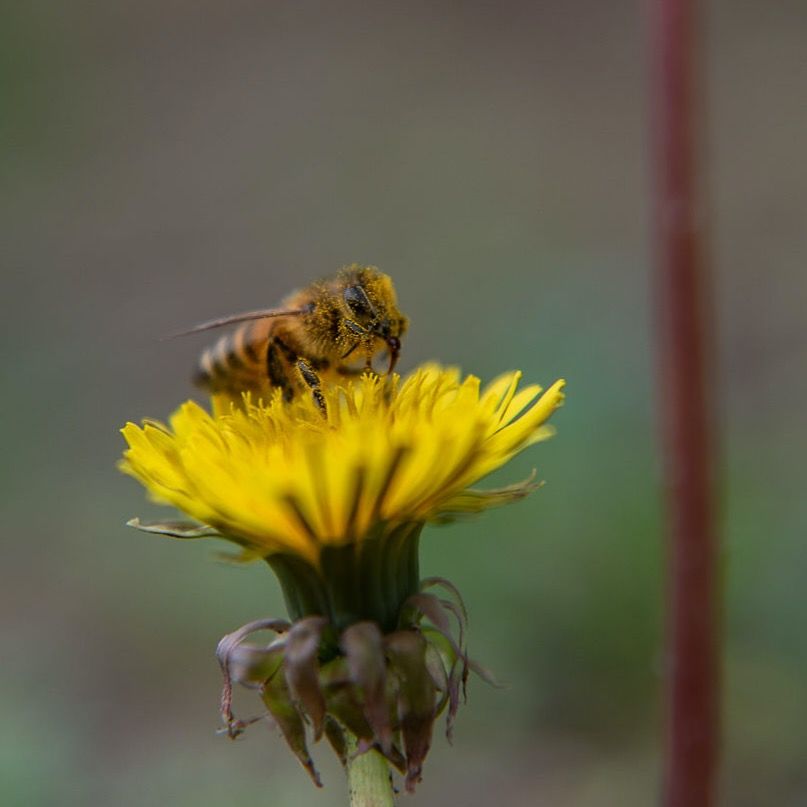 Caminante de Montes - biodiversidad-2.jpg