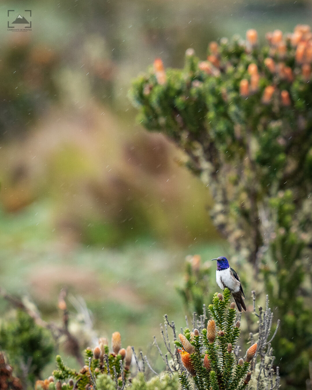 Caminante de Montes - archivo-fotografico-alemania-5.jpg