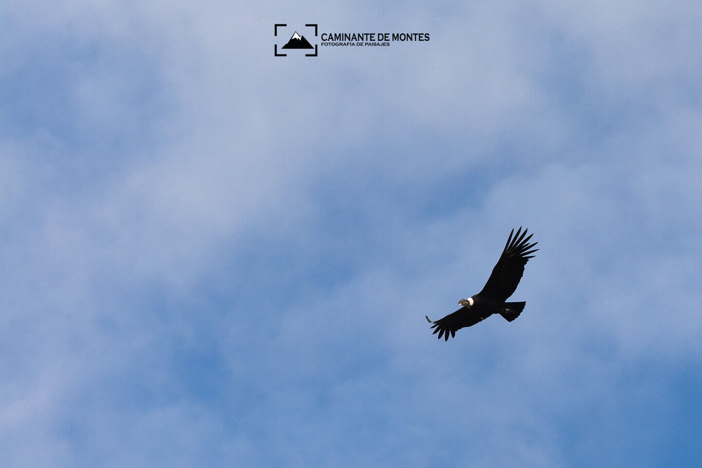 Caminante de Montes - fauna.jpg