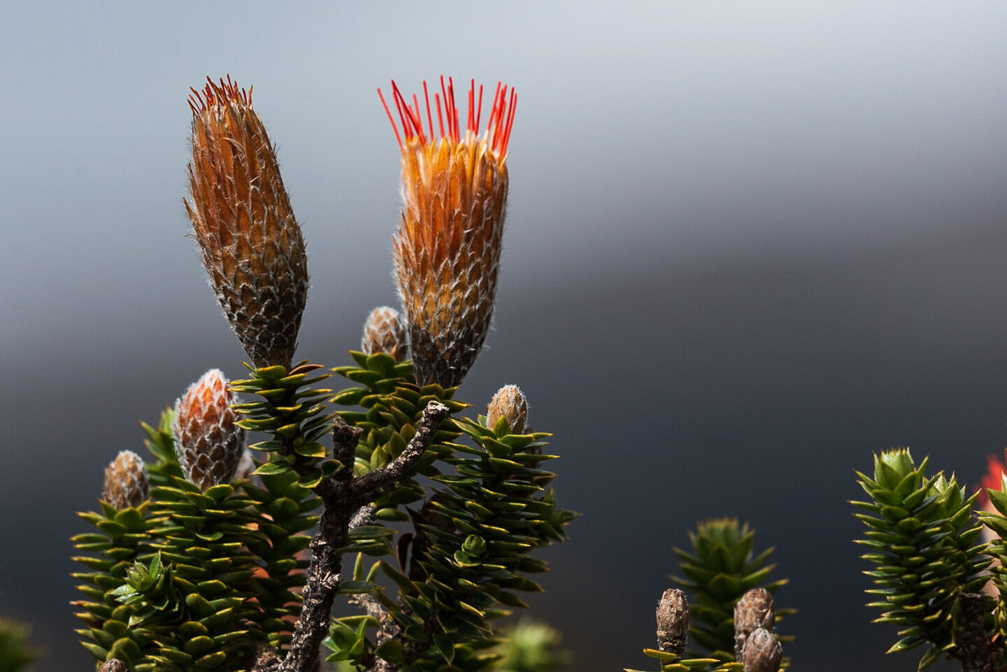 Caminante de Montes - fauna-de-los-andes-18.jpg