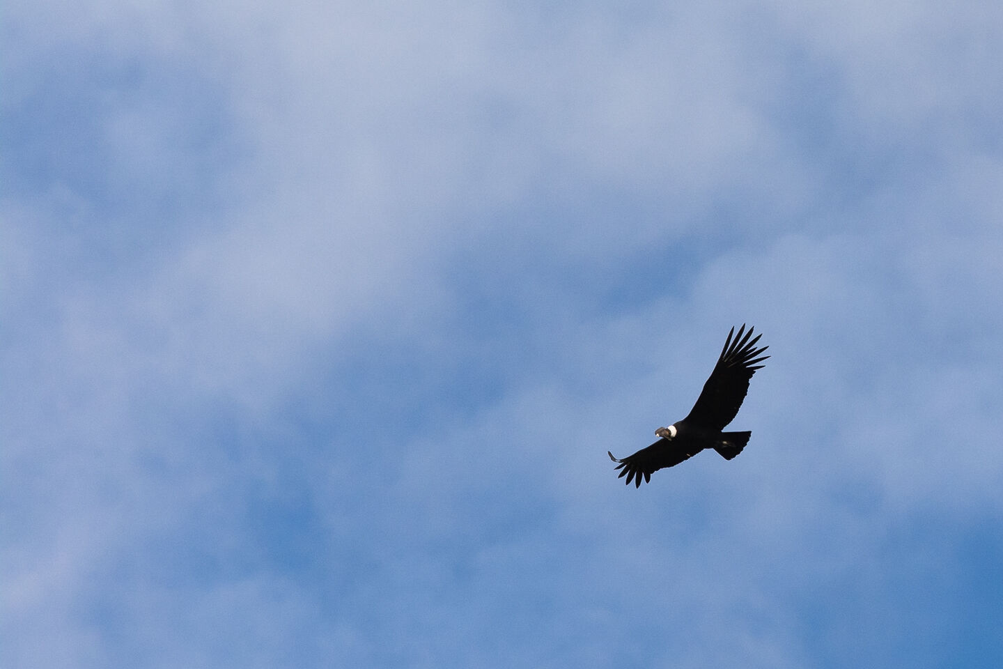 Caminante de Montes - fauna-de-los-andes-2.jpg